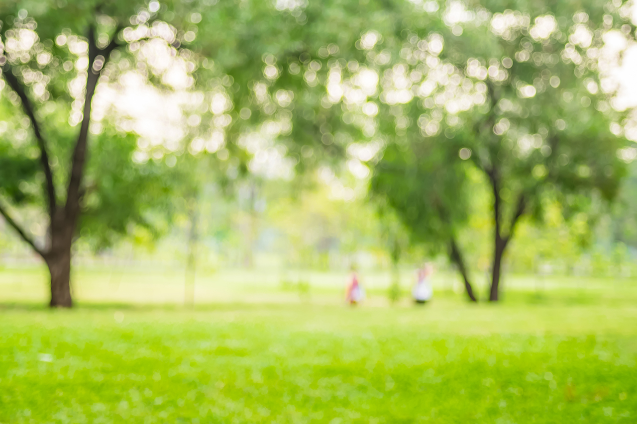 green park with bokeh lights